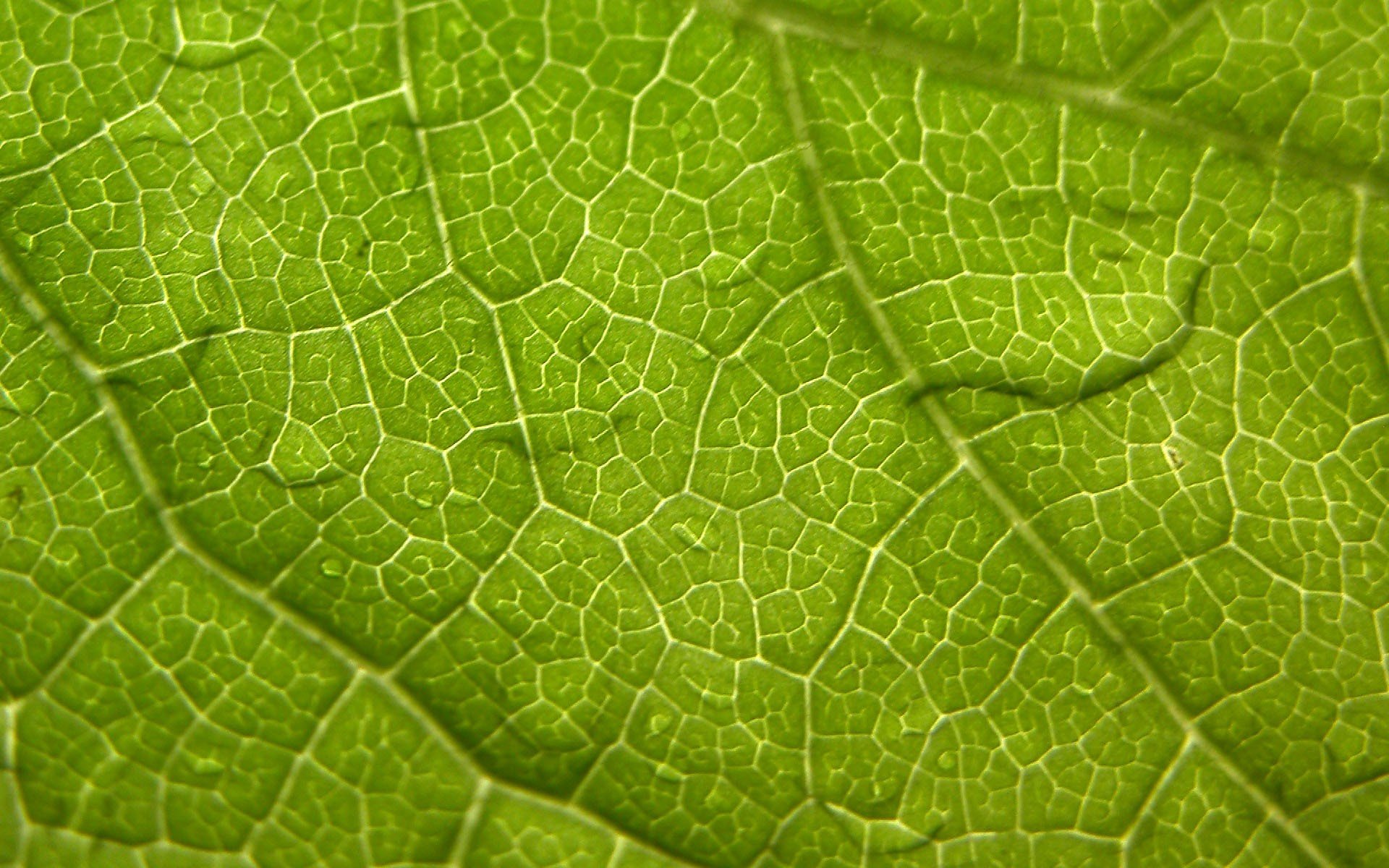 nature, Leaf, Leaves, Macro Wallpaper
