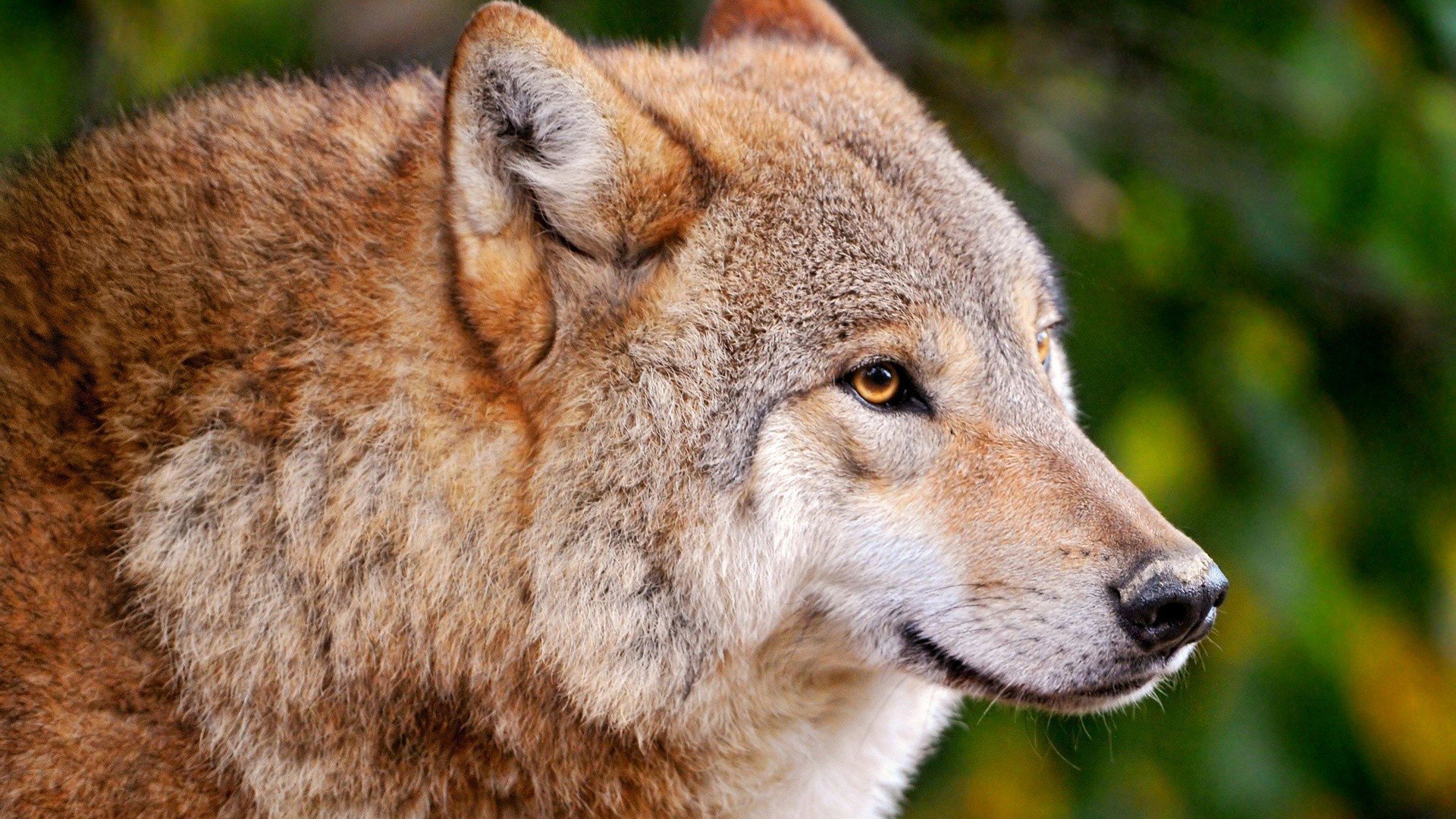 predator, Animals, Wild, Animals, Wolves Wallpapers HD / Desktop and