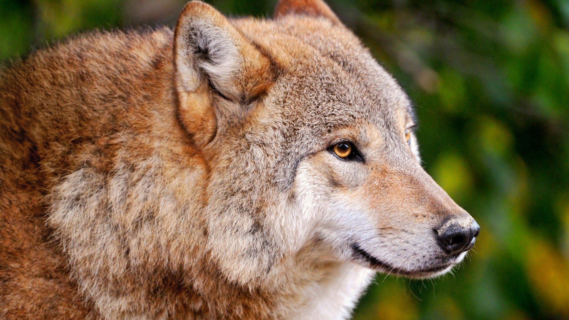 nebraska predators animals