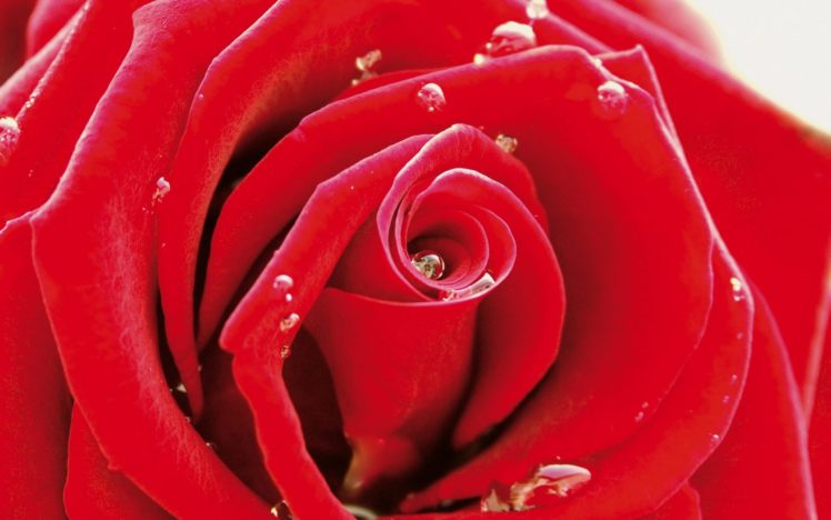 red, Flowers, Water, Drops, Macro, Flower, Petals, Roses HD Wallpaper Desktop Background