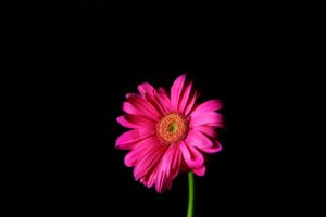 flowers, Pink, Daisy, Black, Background
