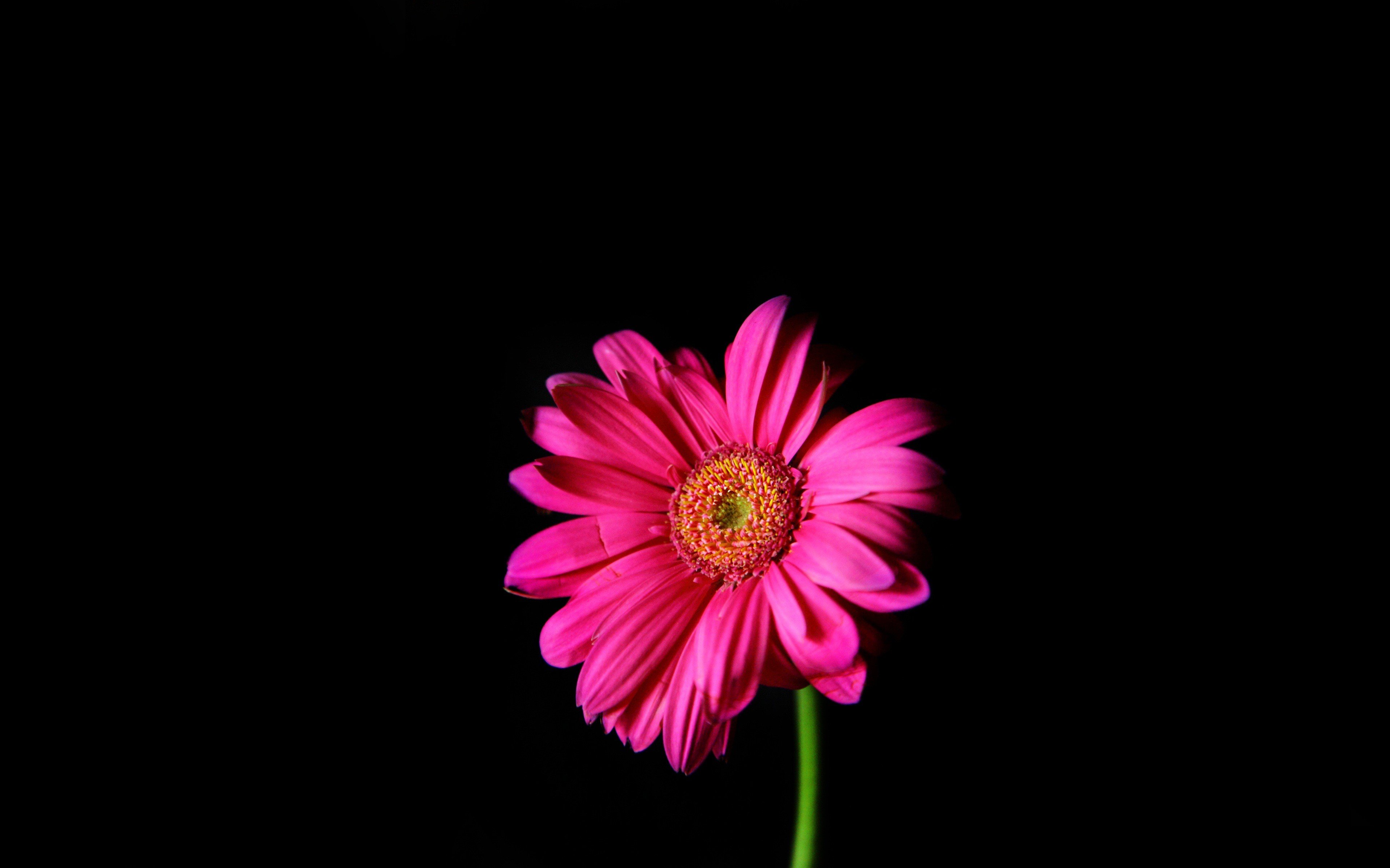 flowers, Pink, Daisy, Black, Background Wallpaper