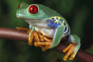 green, Women, Trees, Animals, Red, Eyes, Frogs, Red eyed, Tree, Frog, Amphibians, Tree, Frogs