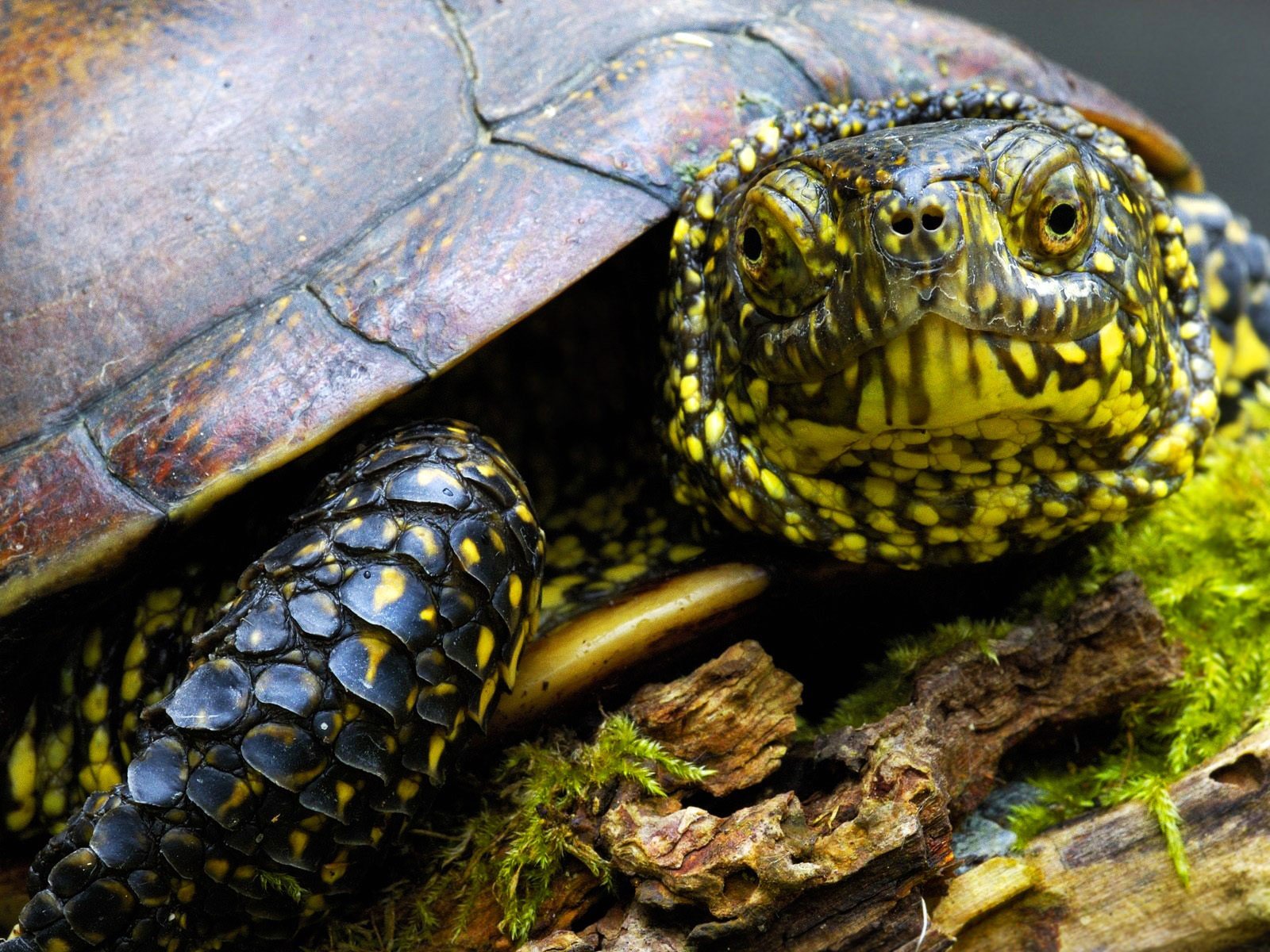 turtles, Reptiles Wallpaper