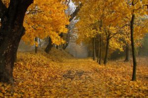 nature, Trees, Autumn, Leaves, Paths, Fallen, Leaves