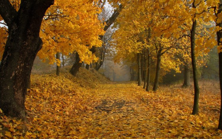 nature, Trees, Autumn, Leaves, Paths, Fallen, Leaves HD Wallpaper Desktop Background