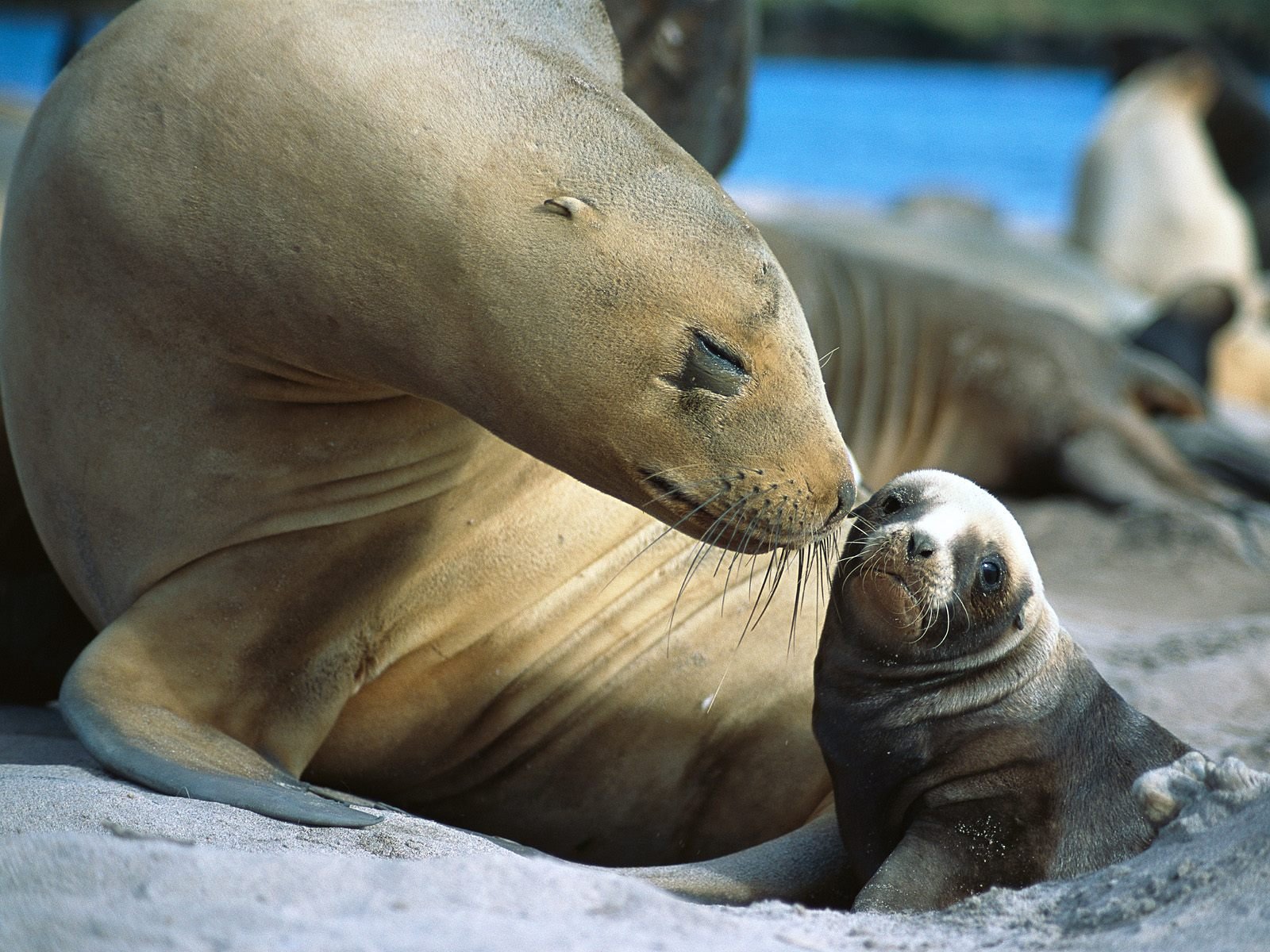 sea, Lions, Seal, Seals, Lion,  17 Wallpaper
