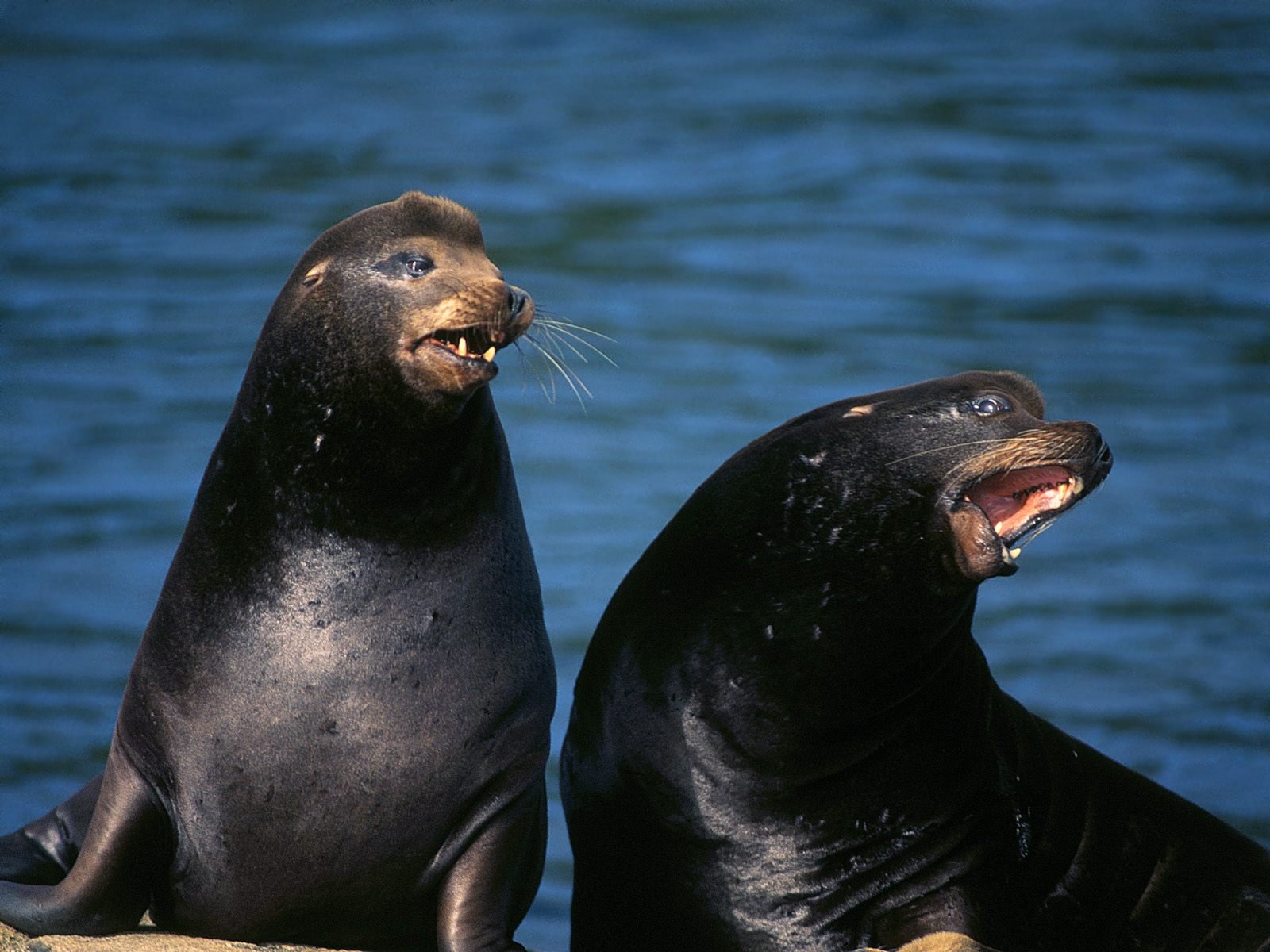 sea, Lions, Seal, Seals, Lion,  18 Wallpaper
