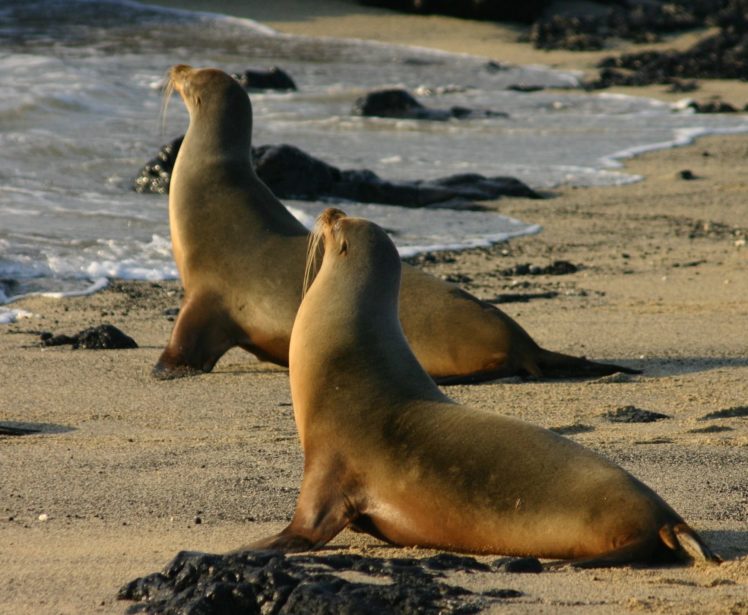 sea, Lions, Seal, Seals, Lion,  14 HD Wallpaper Desktop Background