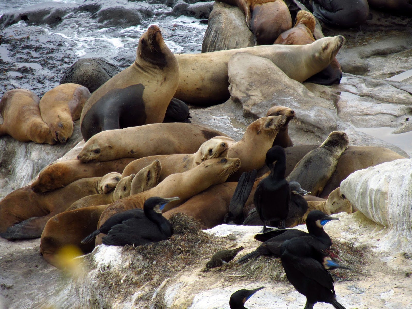 sea, Lions, Seal, Seals, Lion,  7 Wallpaper