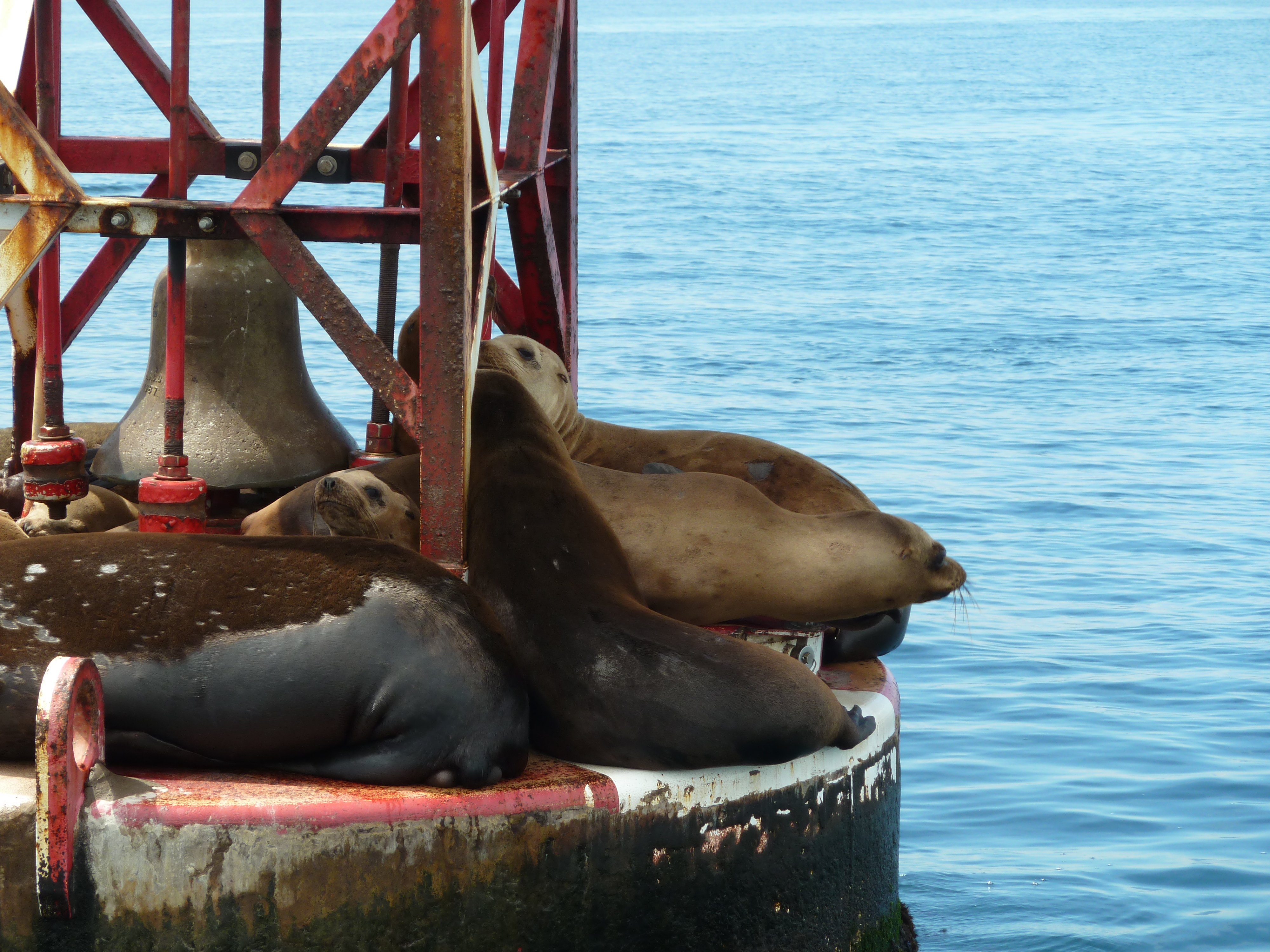 sea, Lions, Seal, Seals, Lion,  13 Wallpaper