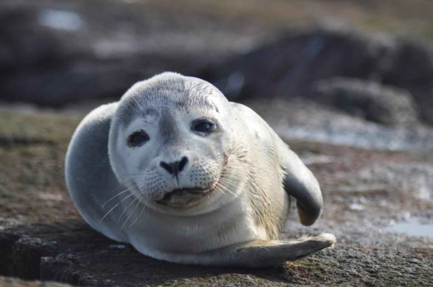 sea, Lions, Seal, Seals, Lion,  3 Wallpaper