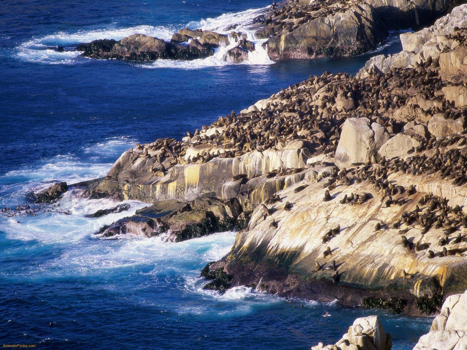 sea, Lions, Seal, Seals, Lion,  1 Wallpaper