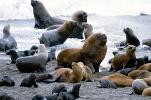 sea, Lions, Seal, Seals, Lion,  43