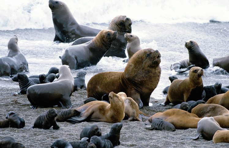 sea, Lions, Seal, Seals, Lion,  43 HD Wallpaper Desktop Background