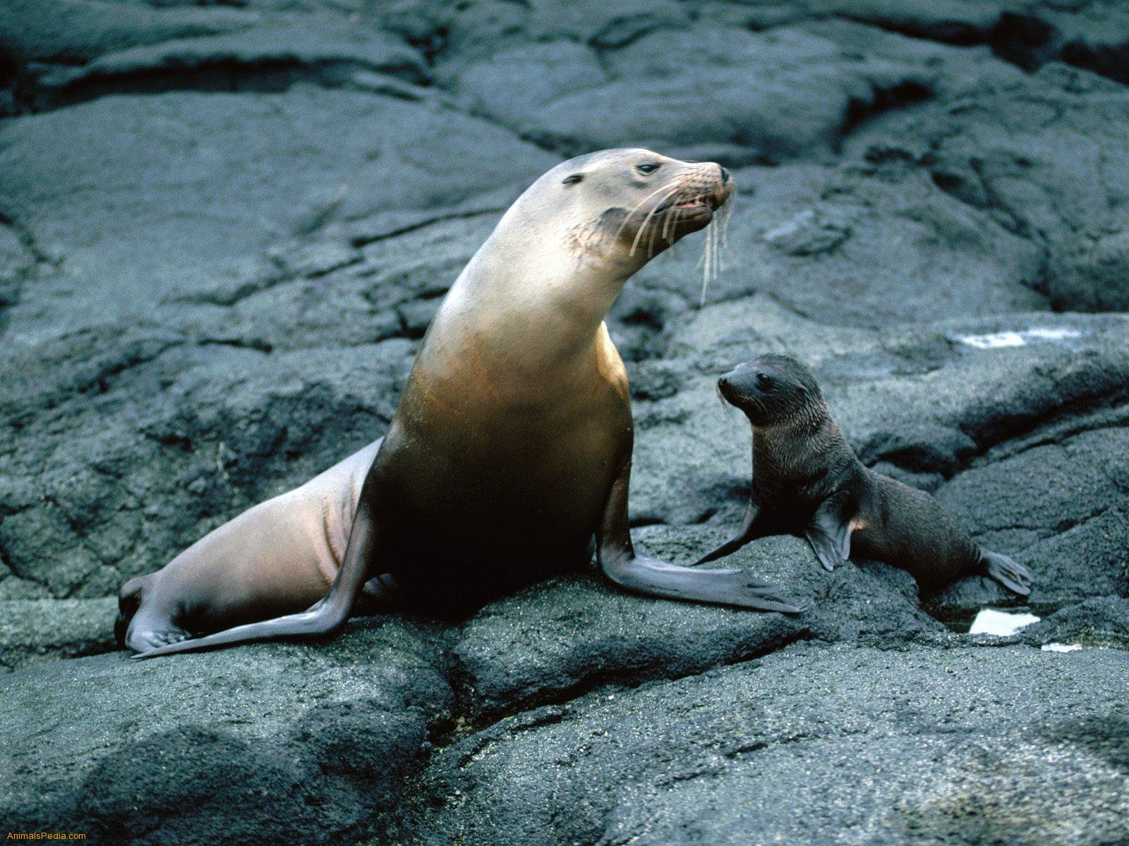 sea, Lions, Seal, Seals, Lion, 38