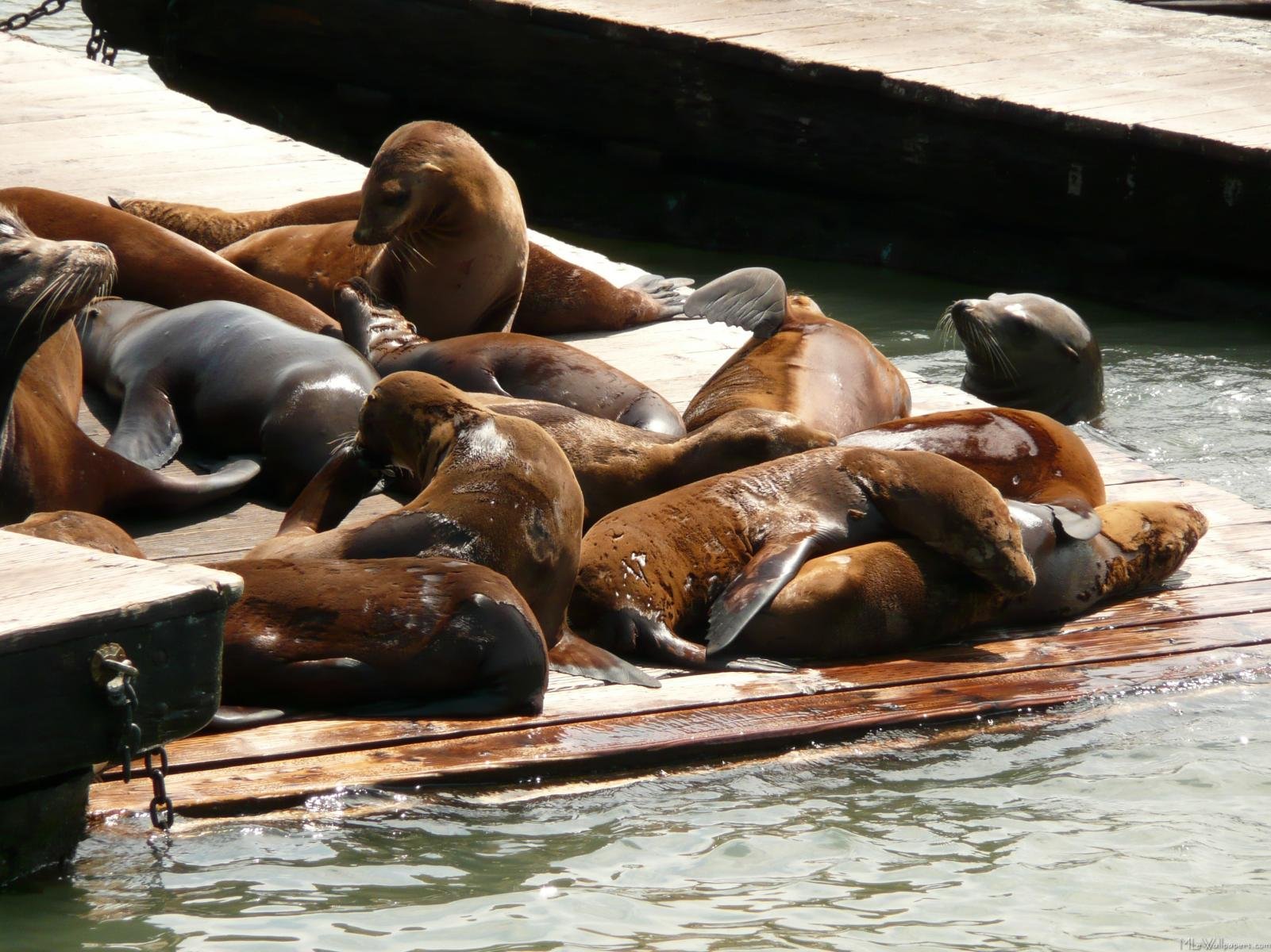 sea, Lions, Seal, Seals, Lion,  35 Wallpaper