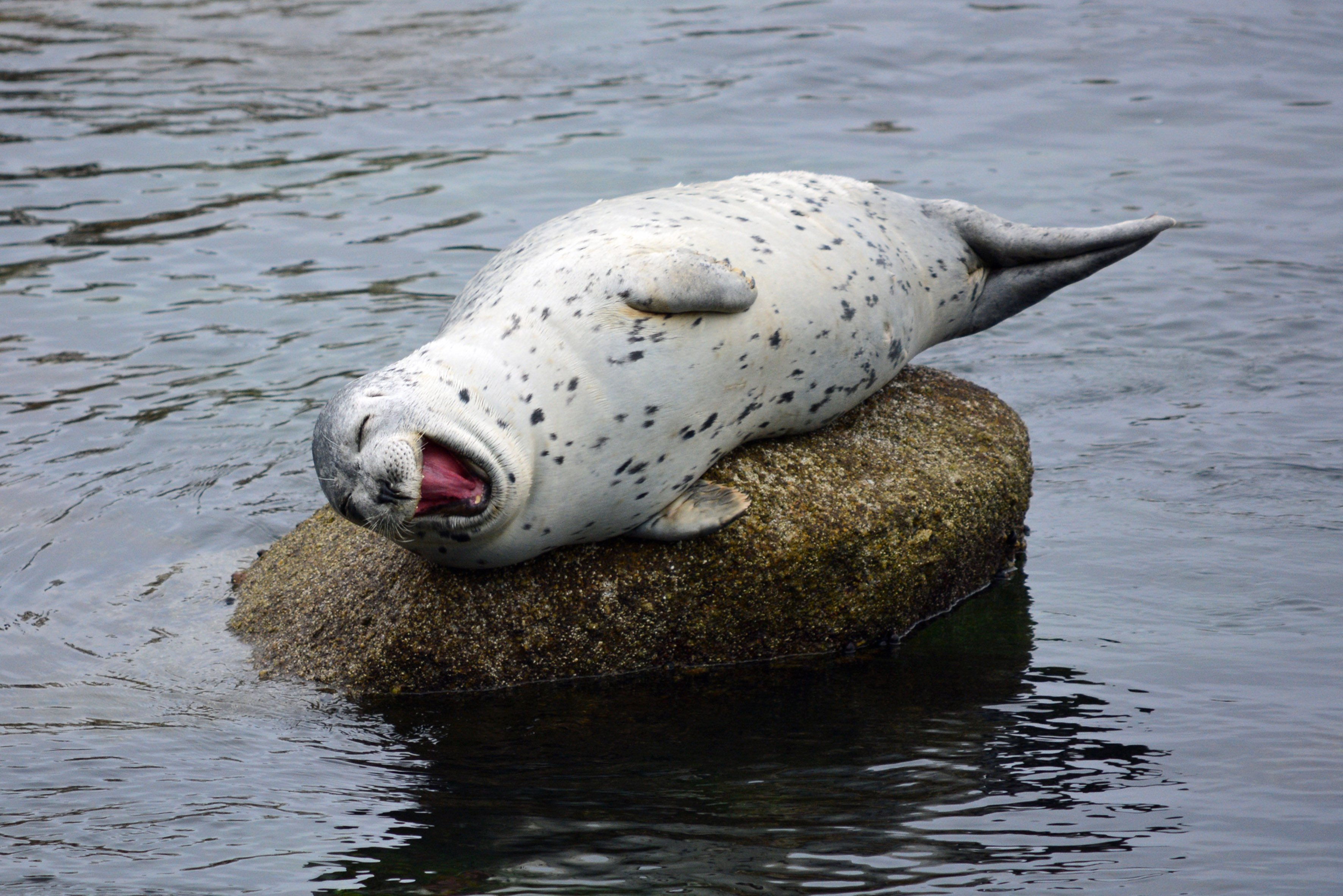 sea, Lions, Seal, Seals, Lion,  37 Wallpaper