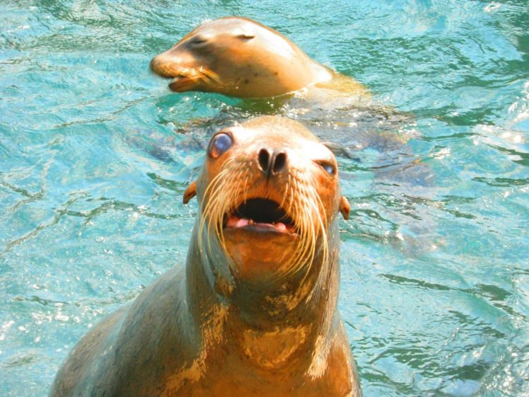 sea, Lions, Seal, Seals, Lion,  31 HD Wallpaper Desktop Background