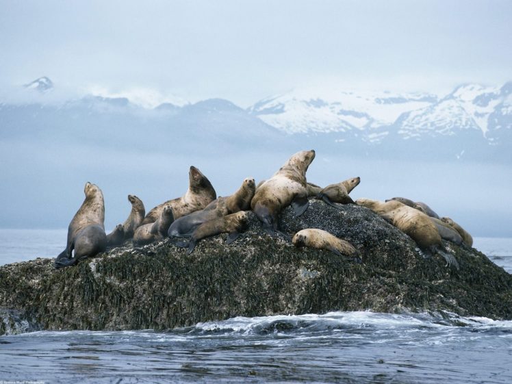 sea, Lions, Seal, Seals, Lion,  33 HD Wallpaper Desktop Background