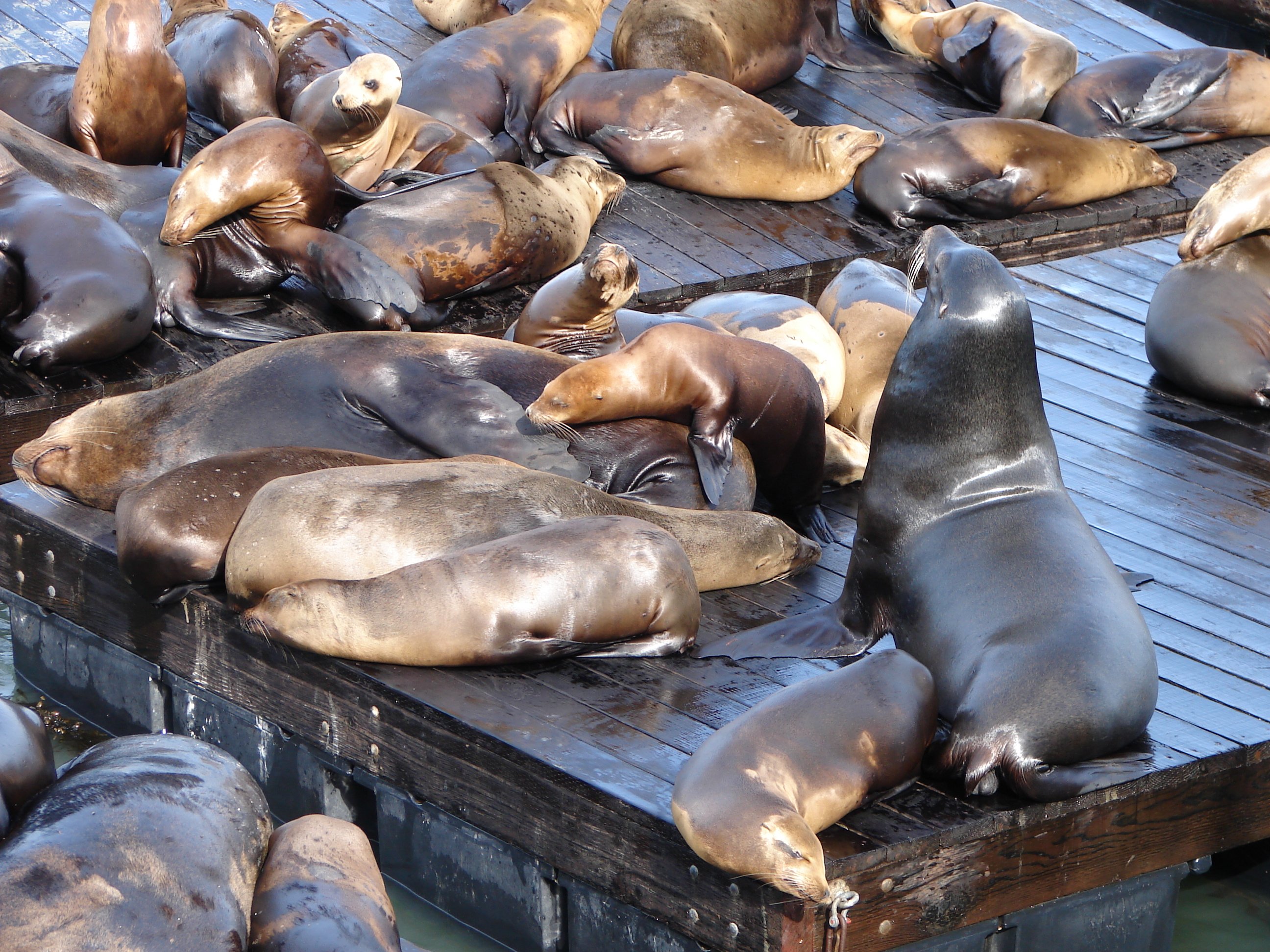 sea, Lions, Seal, Seals, Lion,  27 Wallpaper