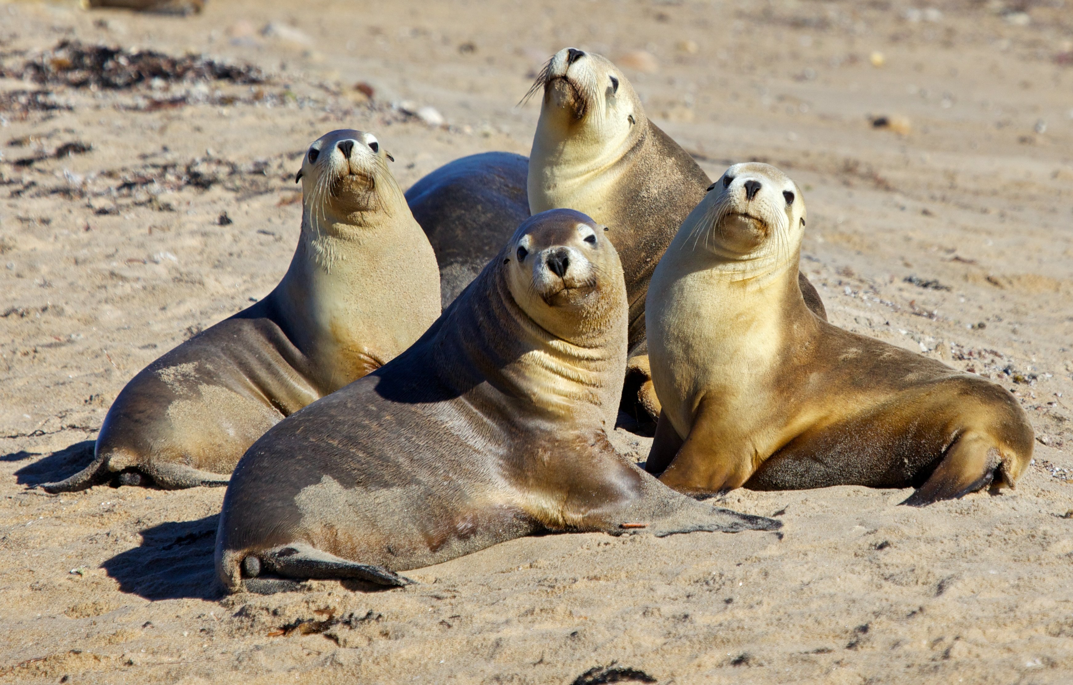 sea, Lions, Seal, Seals, Lion, 51 Wallpapers HD / Desktop and Mobile