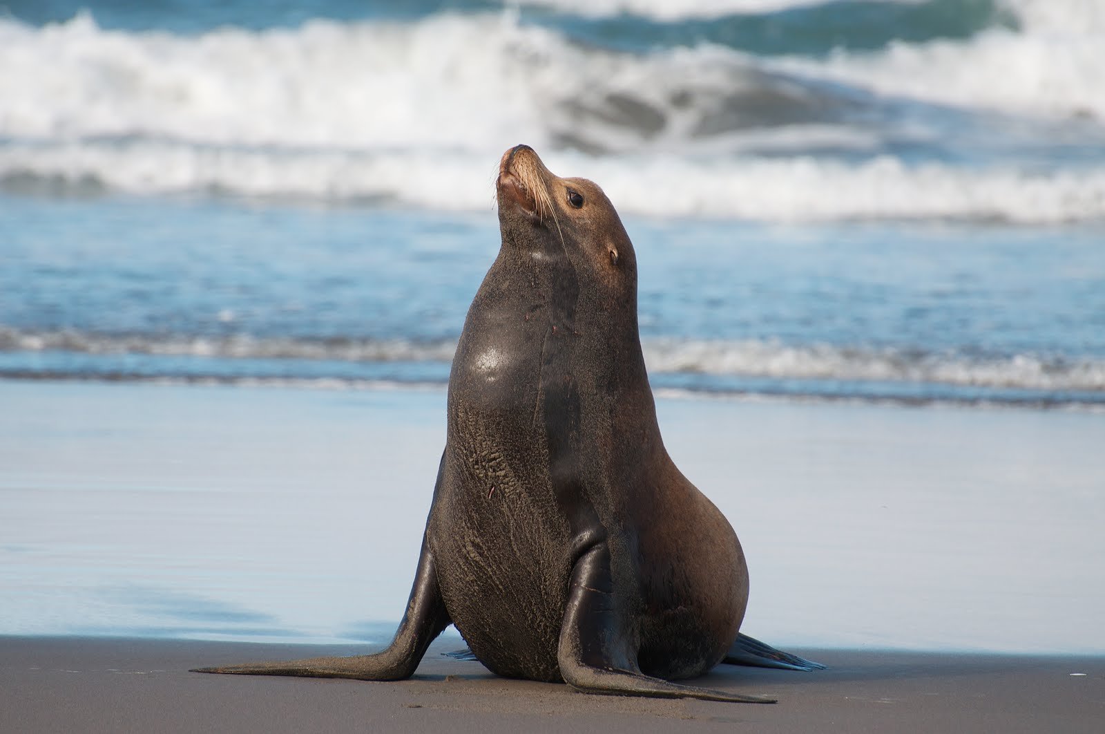 sea, Lions, Seal, Seals, Lion,  47 Wallpaper