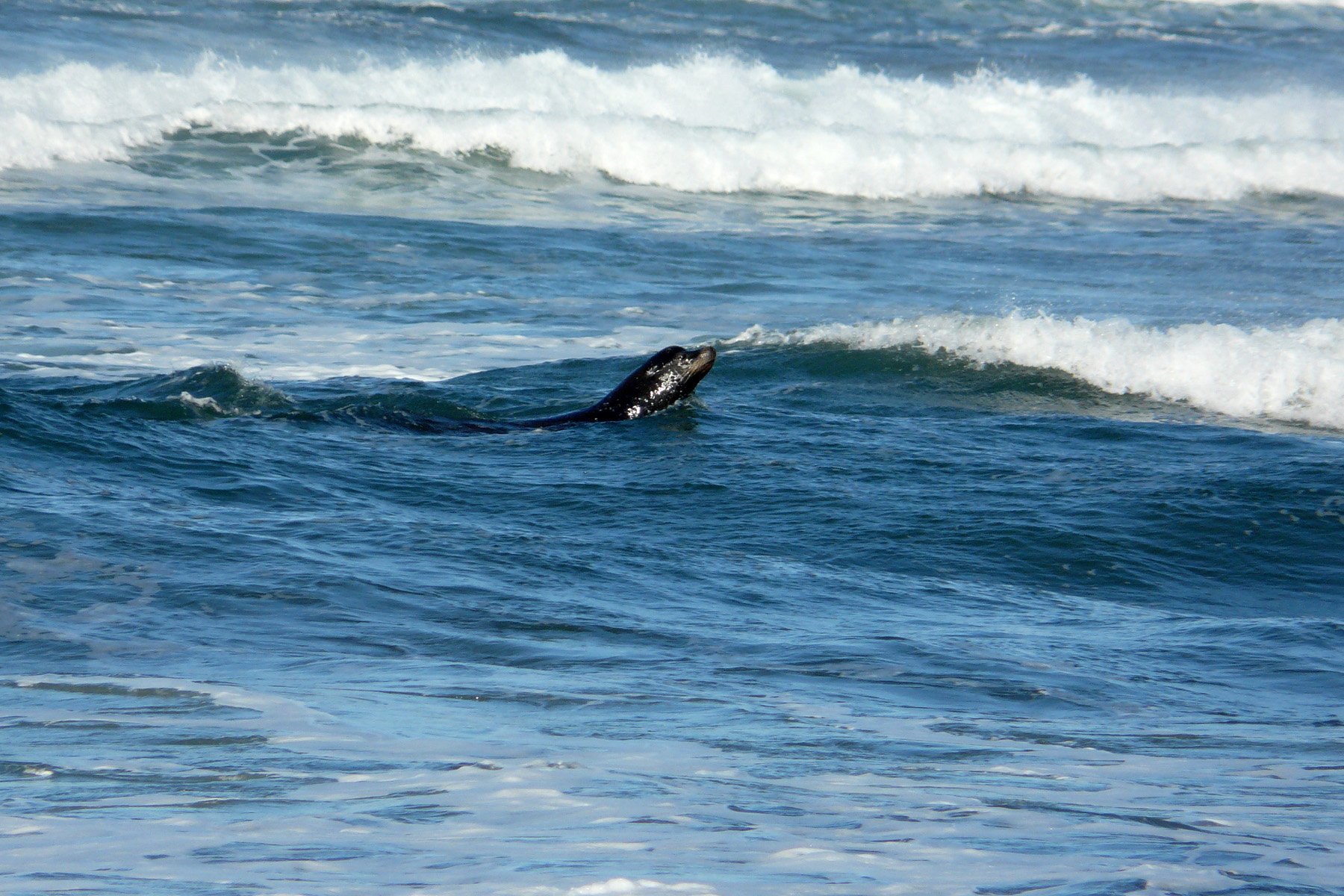 sea, Lions, Seal, Seals, Lion,  49 Wallpaper