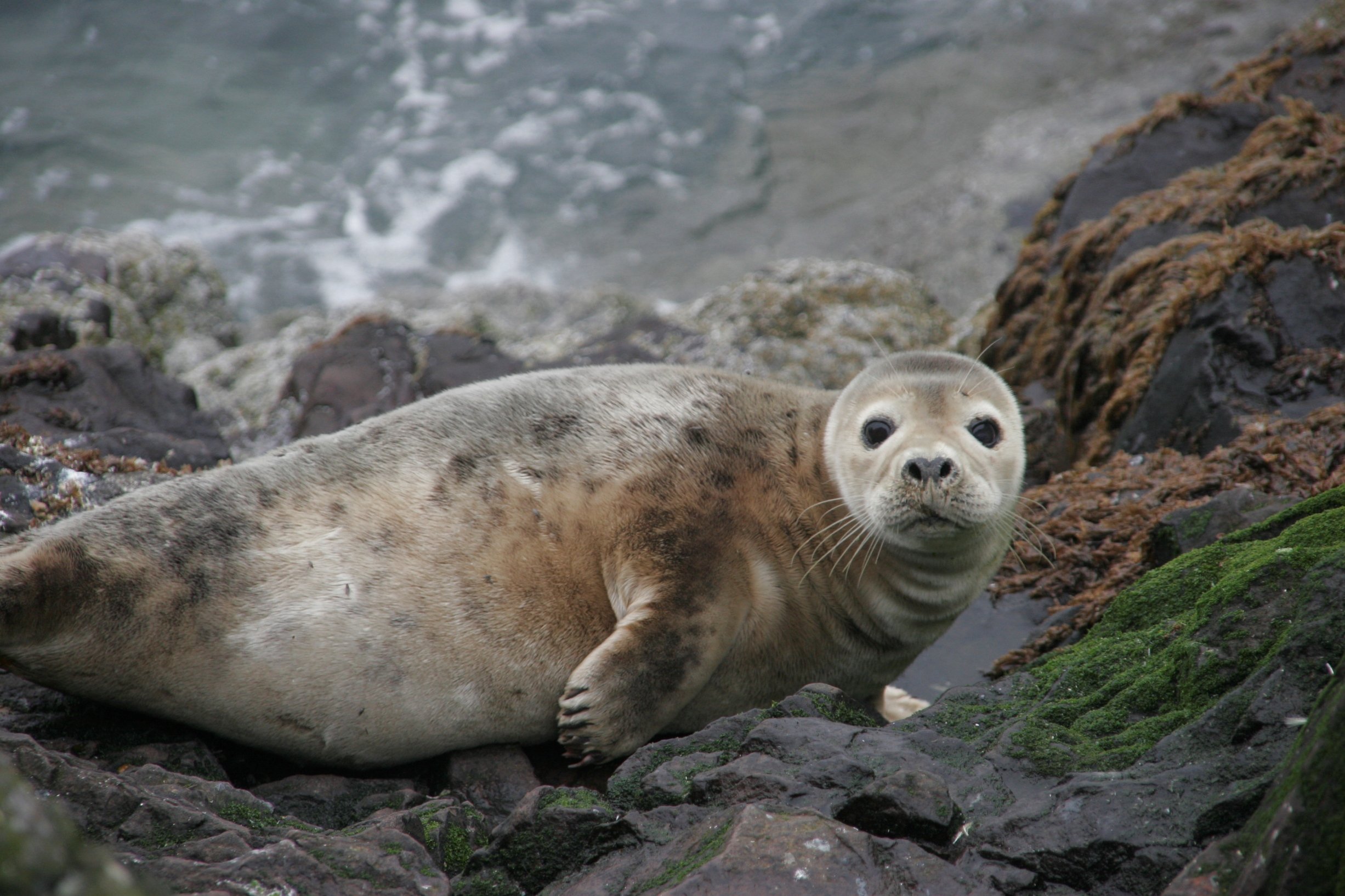 sea, Lions, Seal, Seals, Lion, 50 Wallpapers HD / Desktop and Mobile ...