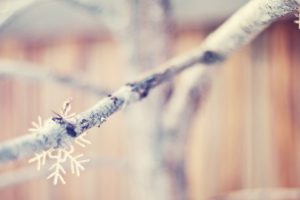 nature, Snowflakes, Macro, Dreamy, Depth, Of, Field, Blurred, Branches