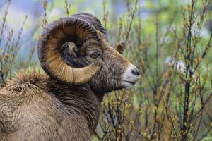sheep, British, Columbia, Ram