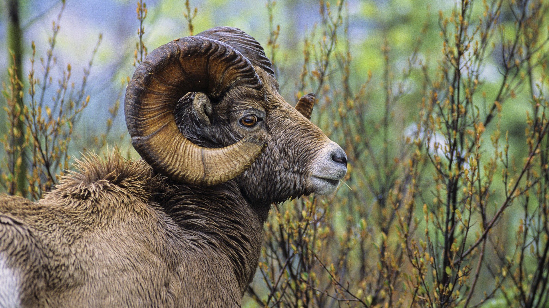 sheep, British, Columbia, Ram Wallpaper