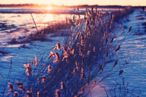 landcapes, Winter, Snow, Cold, Frozen, Sunset, Sunrise, Sunlight, Grass, Fields