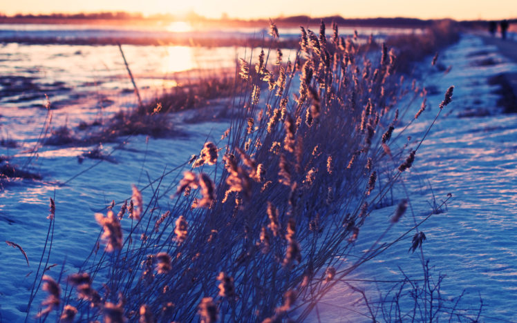 landcapes, Winter, Snow, Cold, Frozen, Sunset, Sunrise, Sunlight, Grass, Fields HD Wallpaper Desktop Background