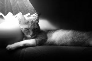 cats, Animals, Sleeping, Monochrome, Pets