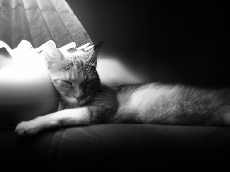cats, Animals, Sleeping, Monochrome, Pets HD Wallpaper Desktop Background