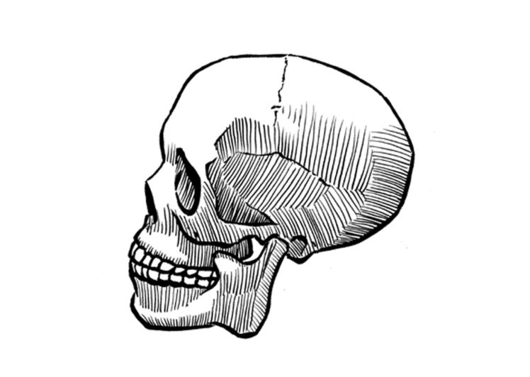 skulls, Drawings HD Wallpaper Desktop Background