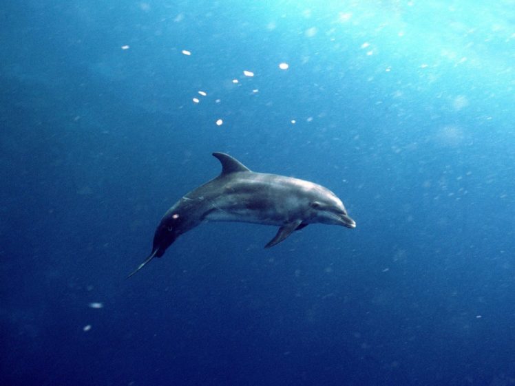 animals, Dolphins HD Wallpaper Desktop Background