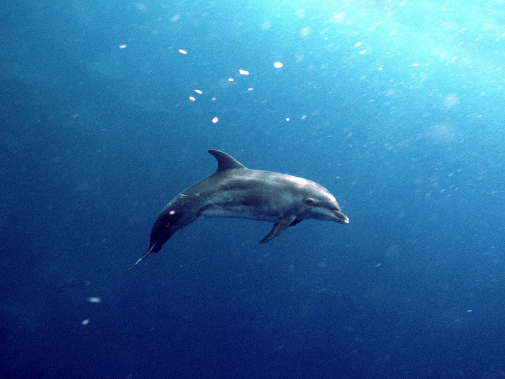 animals, Dolphins Wallpaper