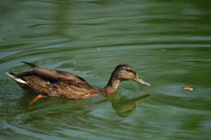 ducks, Lakes, Zoo, Mallard