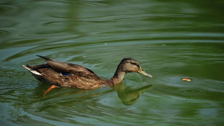 ducks, Lakes, Zoo, Mallard HD Wallpaper Desktop Background