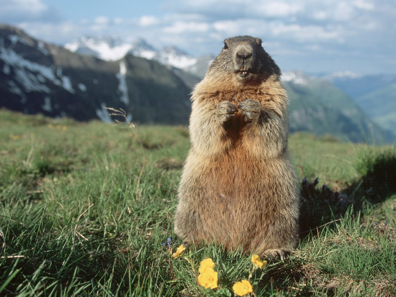animals, Austria, Marmots Wallpaper