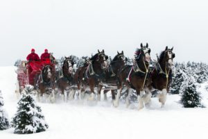 beer, Alcohol, Drink, Poster, Horse, Horses, Christmas, Winter, Snow