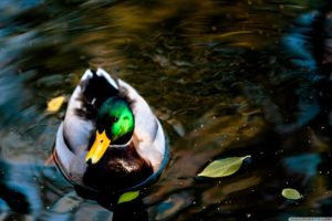 wildlife, Ducks, Lakes, Mallard
