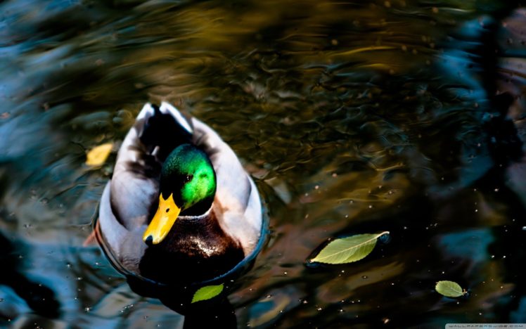 wildlife, Ducks, Lakes, Mallard HD Wallpaper Desktop Background