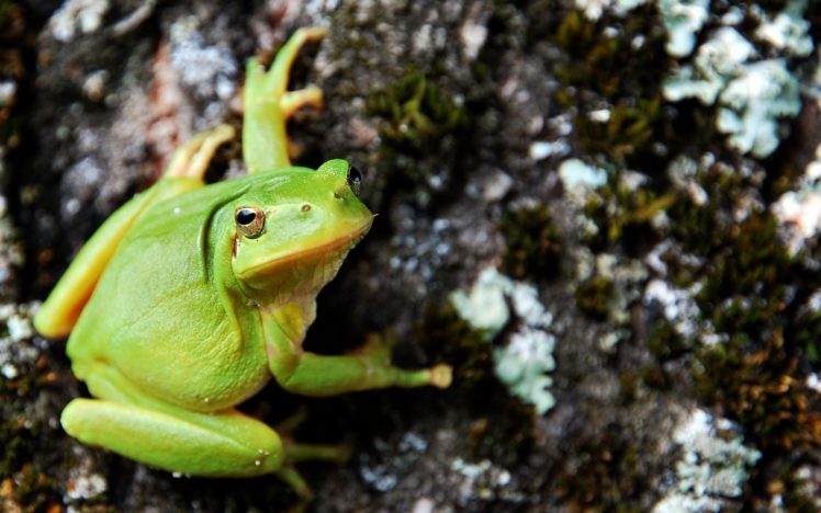 frogs, Amphibians, Tree, Frogs HD Wallpaper Desktop Background