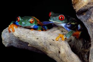 frogs, Red eyed, Tree, Frog, Amphibians