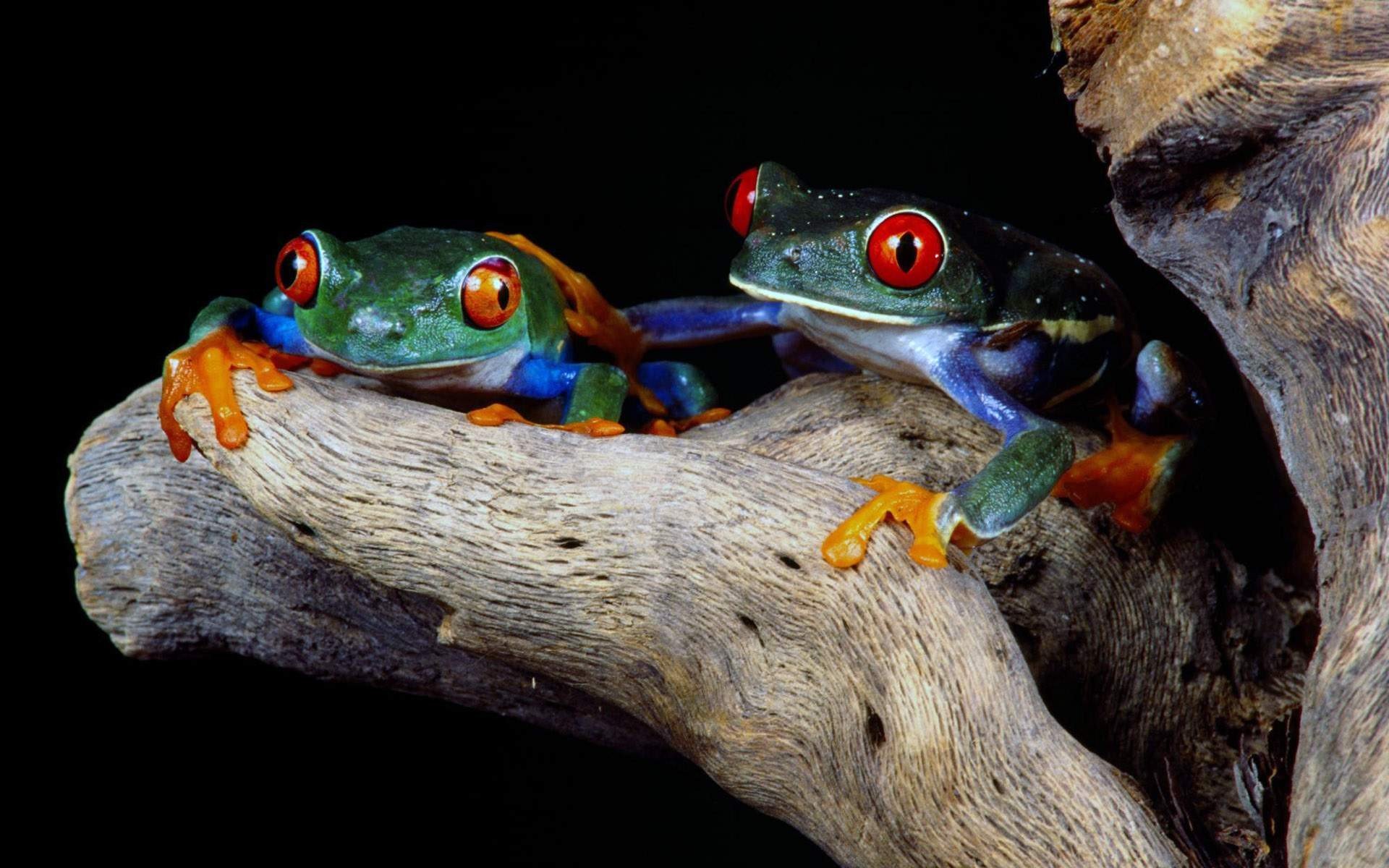 frogs, Red eyed, Tree, Frog, Amphibians Wallpaper