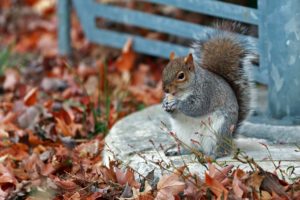 autumn, Park, Squirrel, Grass, Leaves