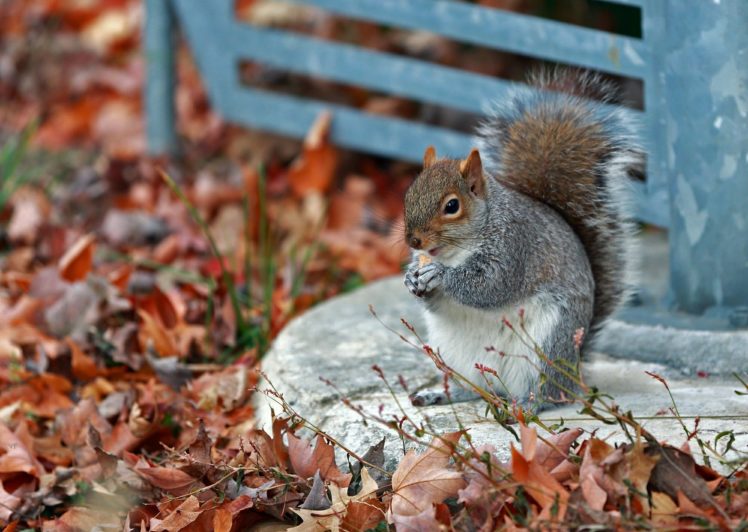 autumn, Park, Squirrel, Grass, Leaves HD Wallpaper Desktop Background